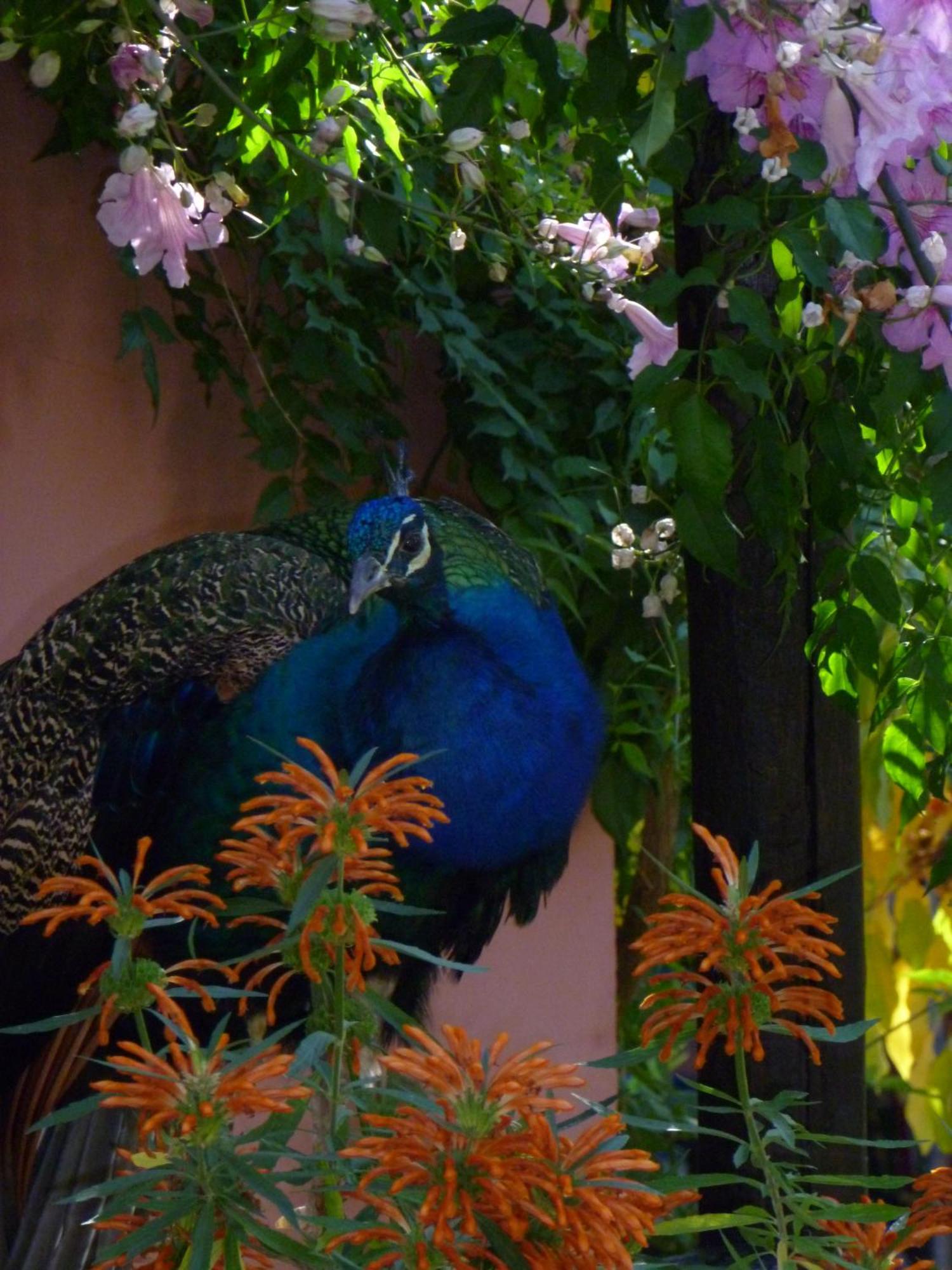 Eco Moyano Posada Gaucín المظهر الخارجي الصورة